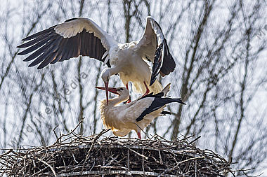 Zwei Weißstörche im Nest