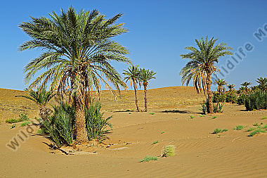 Sandwüste mit Dattelpalmen