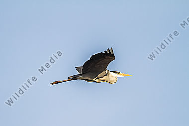 Graureiher im Flug