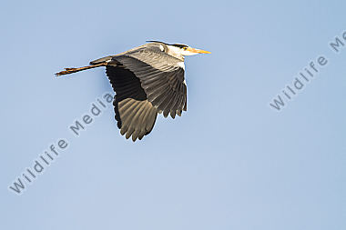Graureiher im Flug