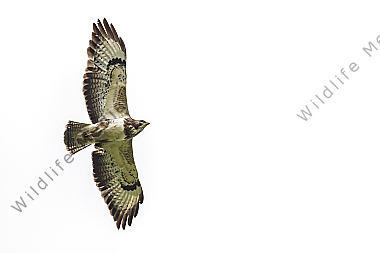 Mäusebussard im Spähflug