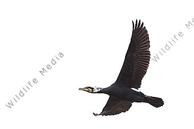 Fliegender Kormoran im Prachtkleid