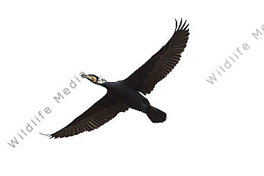 Fliegender Kormoran im Prachtkleid