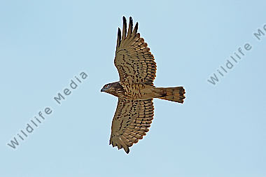 Schlangenadler