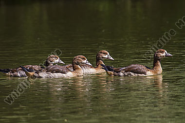 Junge Nilgänse auf dem Teich