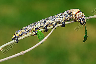 Sibirischer Brahmaspinner Raupe
