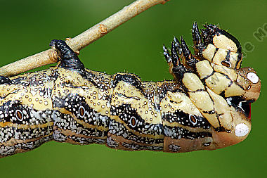 Sibirischer Brahmaspinner Raupe