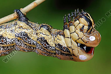 Sibirischer Brahmaspinner Raupe