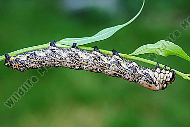 Sibirischer Brahmaspinner Raupe
