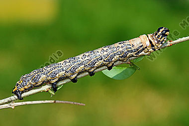 Sibirischer Brahmaspinner Raupe