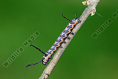 Sibirischer Brahmaspinner halberwachsene Raupe