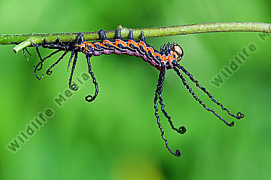 Sibirischer Brahmaspinner halberwachsene Raupe