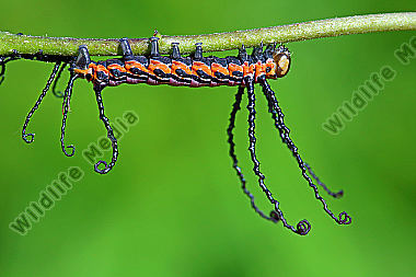 Sibirischer Brahmaspinner halberwachsene Raupe