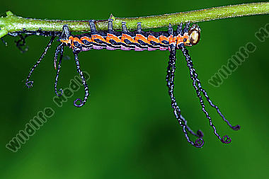 Sibirischer Brahmaspinner halberwachsene Raupe