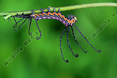 Sibirischer Brahmaspinner halberwachsene Raupe