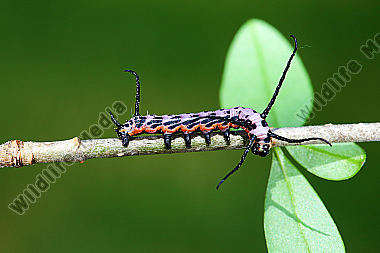 Sibirischer Brahmaspinner halberwachsene Raupe