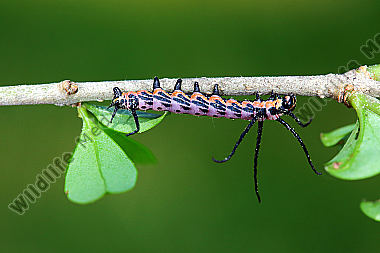 Sibirischer Brahmaspinner halberwachsene Raupe