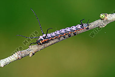 Sibirischer Brahmaspinner halberwachsene Raupe
