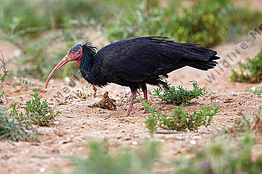 Waldrapp in freier Wildbahn!