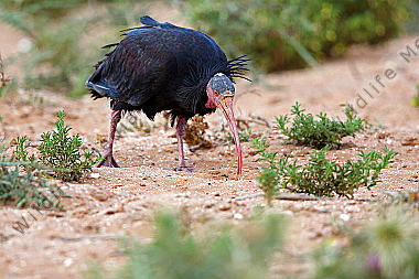 Waldrapp in freier Wildbahn!