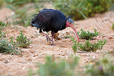 Waldrapp in freier Wildbahn!