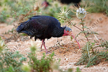 Waldrapp in freier Wildbahn!