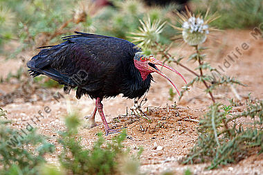Waldrapp in freier Wildbahn!