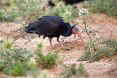 Waldrapp in freier Wildbahn!