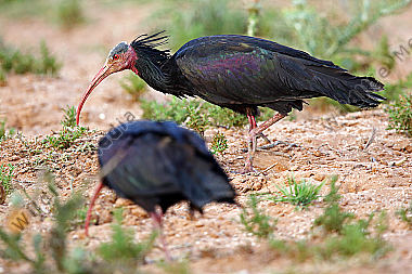 Waldrapp in freier Wildbahn!