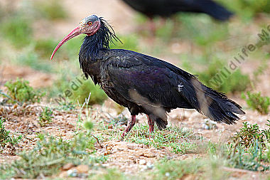 Waldrapp in freier Wildbahn!