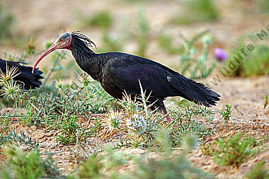 Waldrapp in freier Wildbahn!