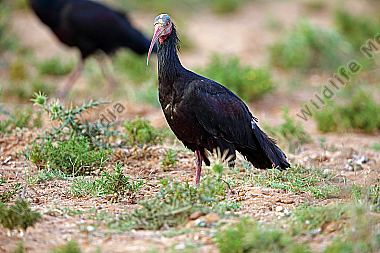 Waldrapp in freier Wildbahn!