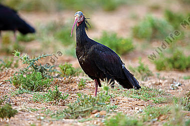 Waldrapp in freier Wildbahn!
