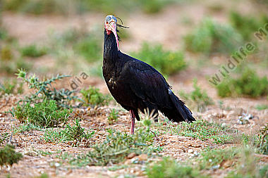 Waldrapp in freier Wildbahn!