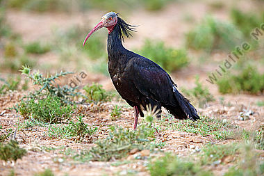 Waldrapp in freier Wildbahn!