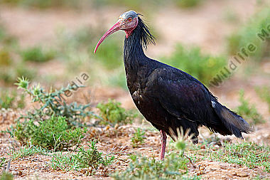 Waldrapp in freier Wildbahn!