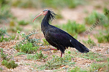 Waldrapp in freier Wildbahn!