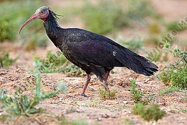 Waldrapp in freier Wildbahn!