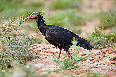 Waldrapp in freier Wildbahn!