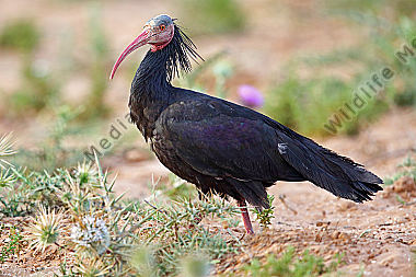 Waldrapp in freier Wildbahn!
