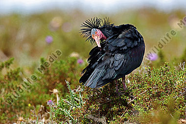 Waldrapp in freier Wildbahn!