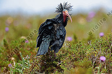 Waldrapp in freier Wildbahn!