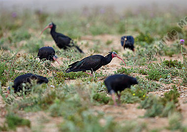 Waldrapp in freier Wildbahn!
