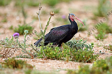 Waldrapp in freier Wildbahn!