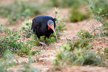 Waldrapp in freier Wildbahn!