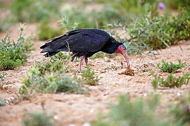 Waldrapp in freier Wildbahn!