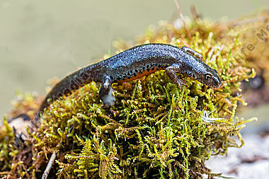 Bergmolch femaleTriturus alpestris Alpine Newt