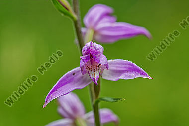Waldvögelein-rotes Cephalanthera rubra red helleborine Slovenien NP Triglav
