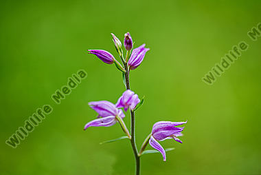 Waldvögelein-rotes Cephalanthera rubra red helleborine Slovenien NP Triglav