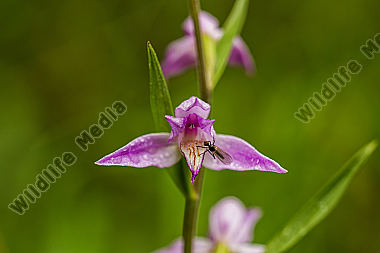 Waldvögelein-rotes Cephalanthera rubra red helleborine Slovenien NP Triglav